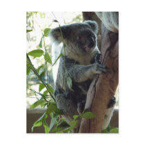 Koala Postcard