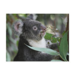Koala Post Card