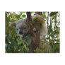 Koala Postcard
