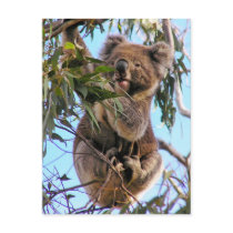 Koala Postcard Australia