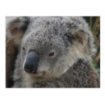 Koala Postcards