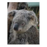Koala Postcards