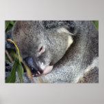 Koala posters
