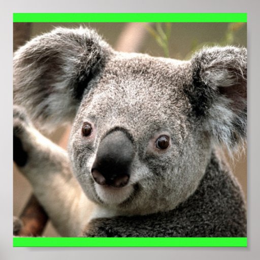 Koala Print | Zazzle