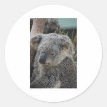 Koala Round Stickers