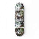 Koala Skateboard