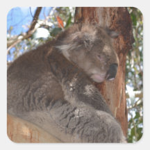 Koala Sticker