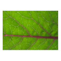 Kohlrabi Leaf ~ ATC