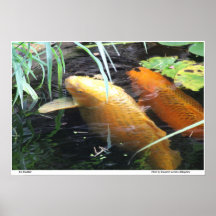 Koi Buddies Poster