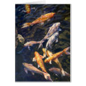 Koi cards