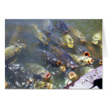 Koi Greeting Card