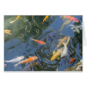 Koi cards