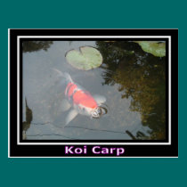Koi Carp and Water Lily Post Card postcards