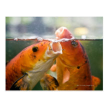 Koi carps postcards