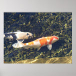 Koi Fish Drift Along Through Shadows And Light posters