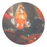 Koi Fish glide among the still green  waters stickers