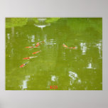 Koi Fish Poster