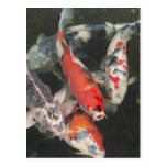 Koi Postcard