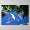 Koi Poster posters