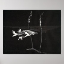 Koi Posters