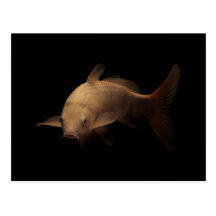 Koi with Black Background Postcards