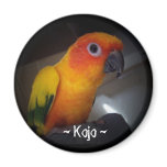 kojo the sun conure magnets