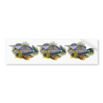 Koklass Pheasant Bumper Stickers