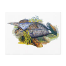Koklass Pheasant Postcard