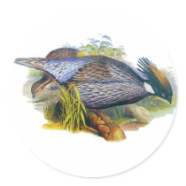 Koklass Pheasant Round Stickers