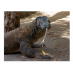 Komodo Dragon Licking Post Cards