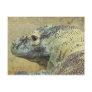Komodo Dragon Post Card