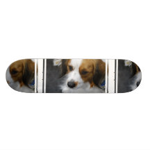 Kooikerhondje  Puppy Skateboard
