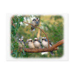 Kookaburra 9Y172D-004 Postcards