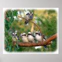 Kookaburra 9Y172D-004 posters