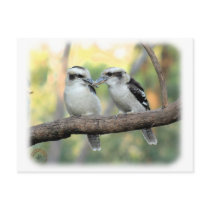 Kookaburra 9Y179D-037 Post Card
