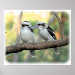 Kookaburra 9Y179D-037 Poster