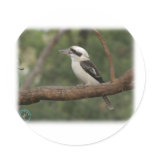 Kookaburra 9Y180D-182 Round Stickers