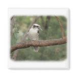 Kookaburra 9Y180D-187 Magnets