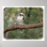 Kookaburra 9Y180D-187 Poster