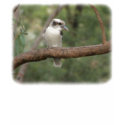 Kookaburra 9Y180D-187 t-shirts