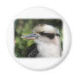 Kookaburra 9Y210D-008 Fridge Magnets