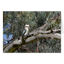 Kookaburra Birthday Card
