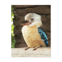 Kookaburra Postcards