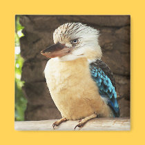 Kookaburra magnets