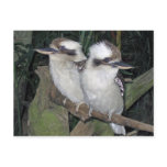 Kookaburras post card postcards