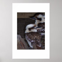 Kookaburras  print