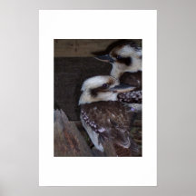 Kookaburras  print