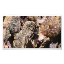 Kooskooskia Idaho Insects Arachnids Spiders Photographic Print