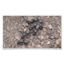 Kooskooskia Idaho Insects Arachnids Spiders Art Photo