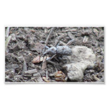 Kooskooskia Idaho Insects Arachnids Spiders Art Photo